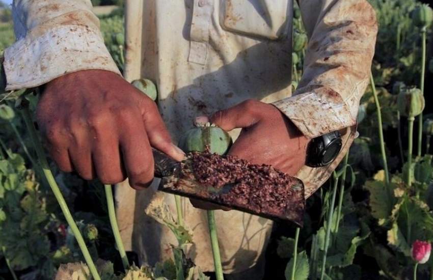 تضمین دولت درباره «کِشت بدون نَشت خشخاش» چیست؟